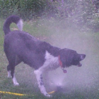 Bella vs. the Sprinkler