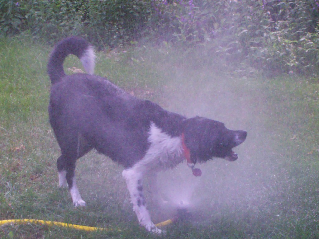 Bella vs. the Sprinkler