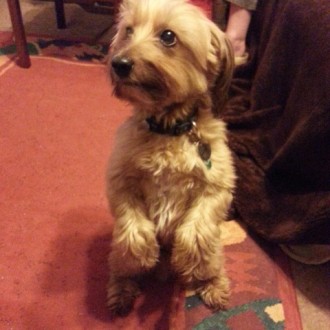 This is my little boy Moo, an 11 year old Cairn/Yorkshire Terrier Cross who thinks he’s only 2!