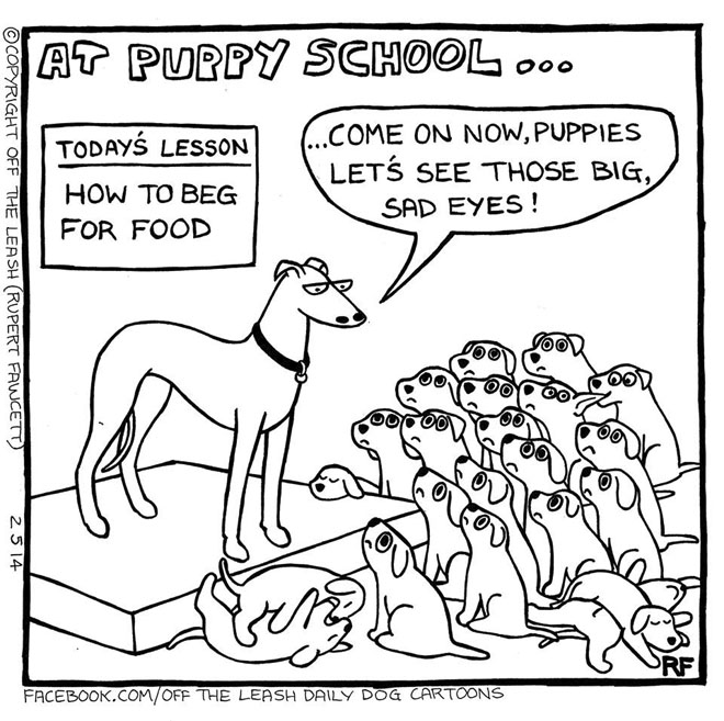 Puppy School - Beg For Food, Off The Leash Dog Cartoons