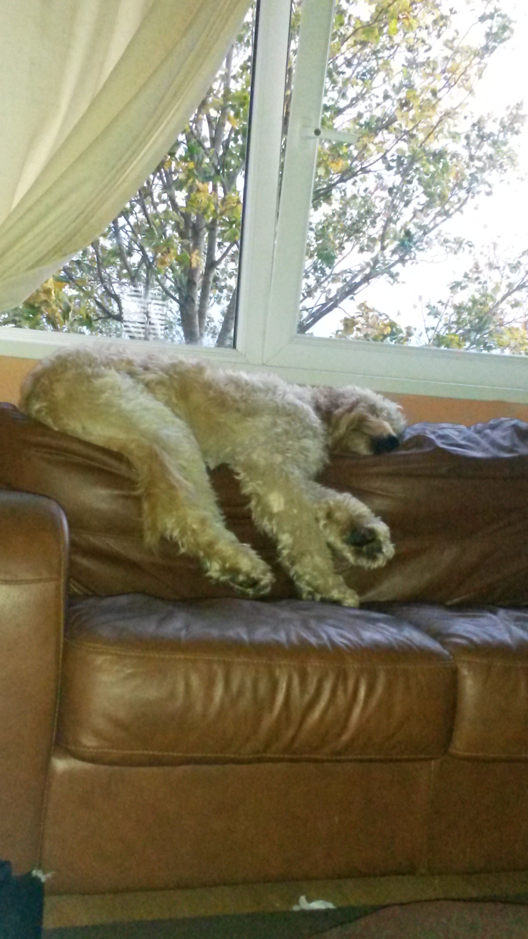 Watson having a nap!