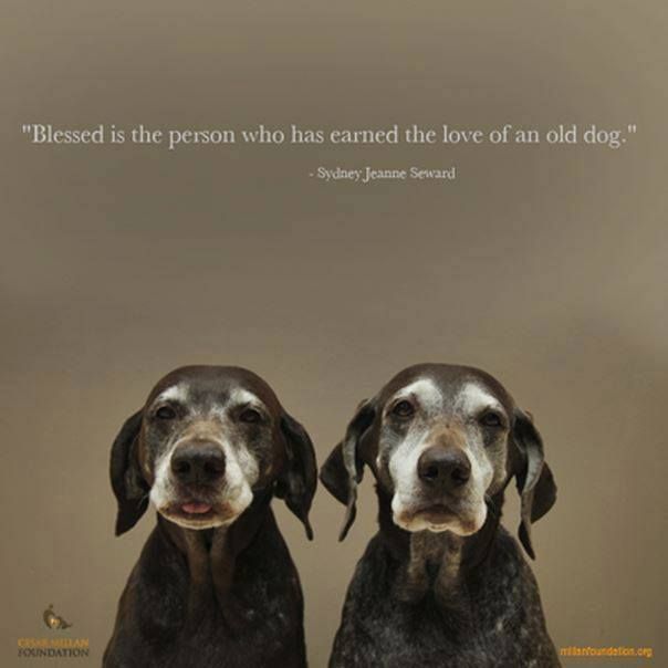 Old Dogs are the Best Dogs 