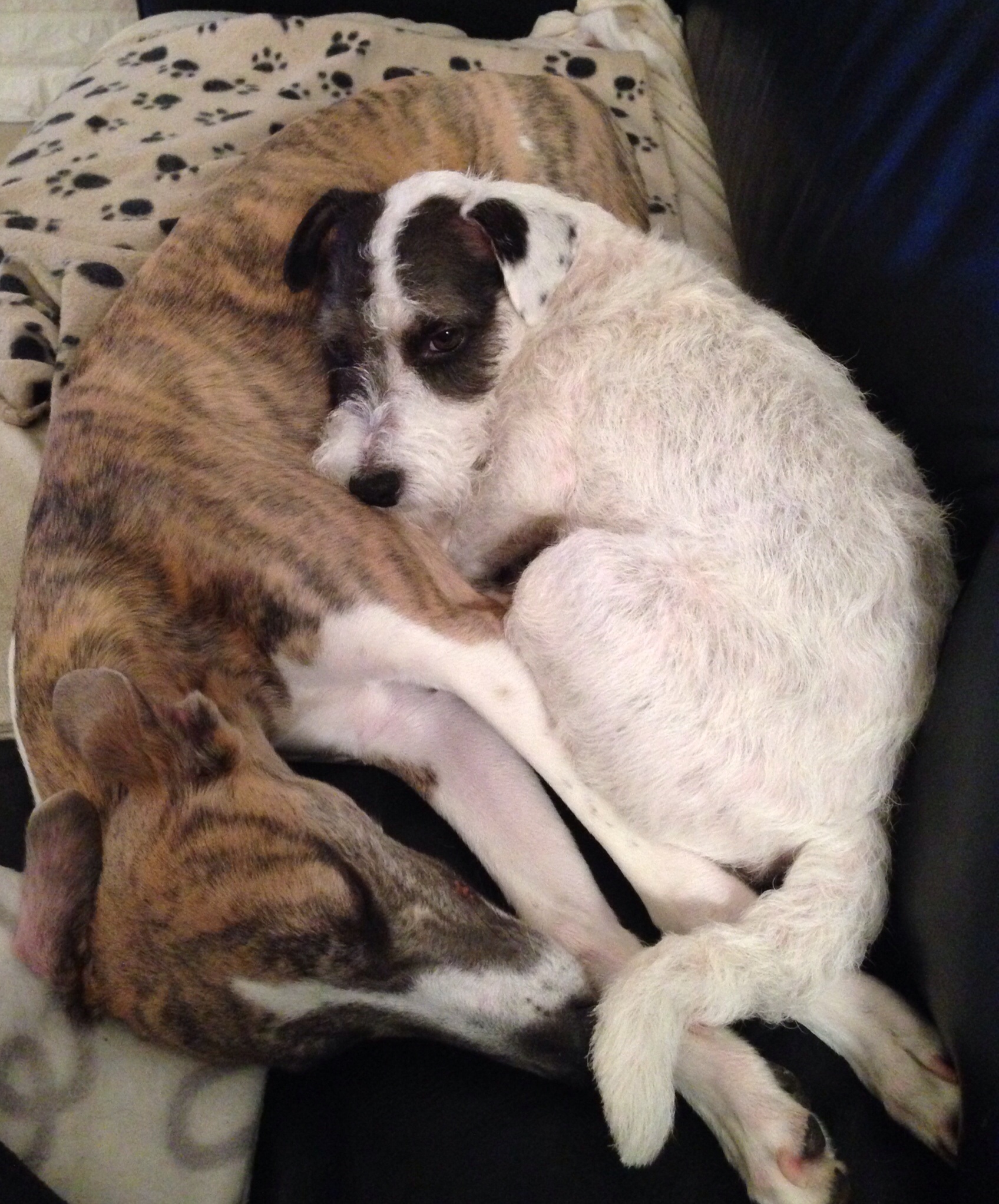 Daisy & Dexter, best friends