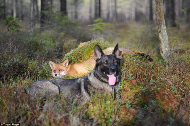 Fox & Hound