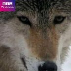 BBC Horizon Dogs and Wolves