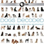 Dogs Decoded by PBS