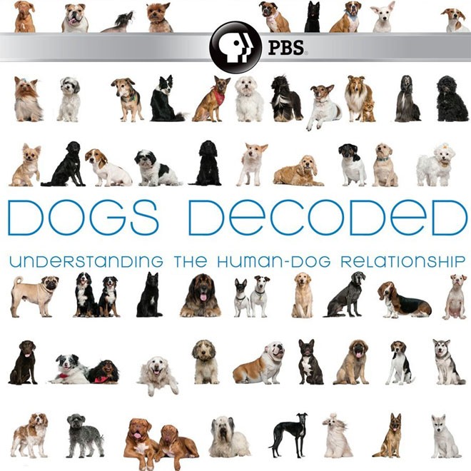 Dogs Decoded by PBS