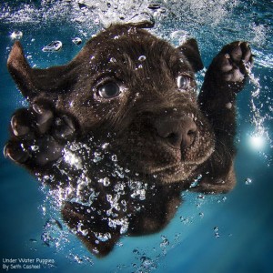 Under Water Puppies by Seth Casteel
