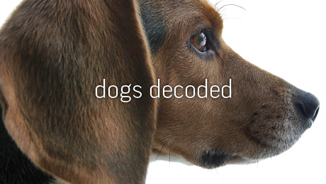 Dogs Decoded