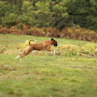 Max the flying Boxer :o)