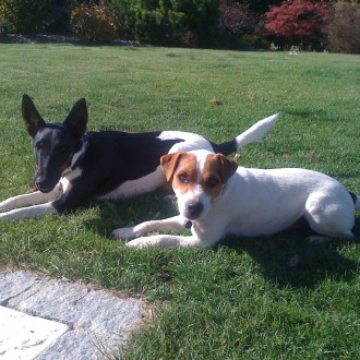 Ringo (Fox) and Fiddle (Parson Russell) sunbathing