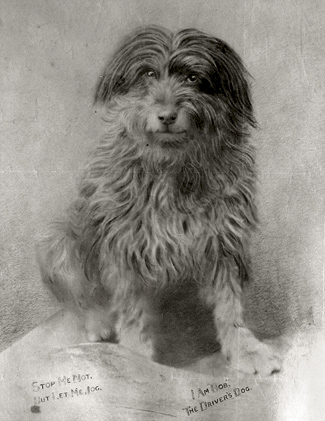 Bob the railway dog: icon of Australian history Credit - Australian Geographic