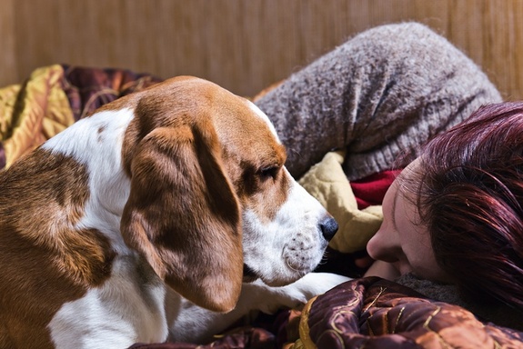 Canine Comfort: Do Dogs Know When You’re Sad?