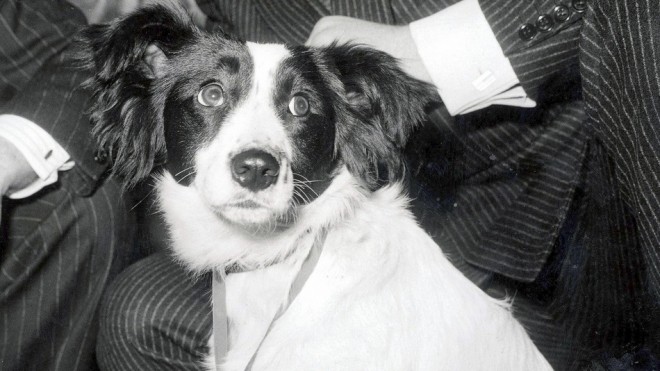 Pickles – The Dog that Saved the World Cup