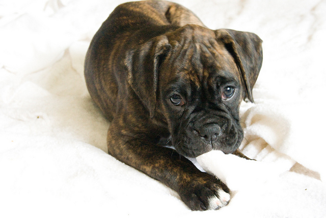15. A Small Puppy by Katie Brady on Flickr