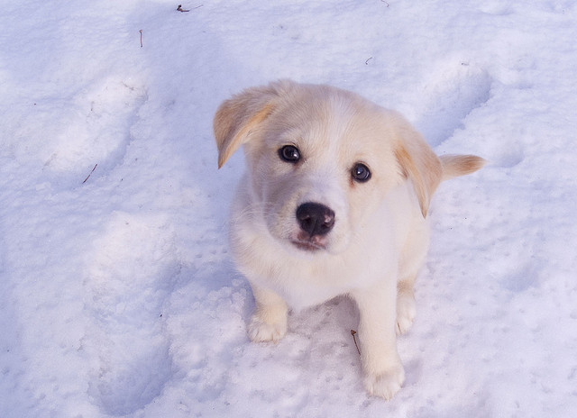 16. Ella the Snowdog by John Talbot on Flickr