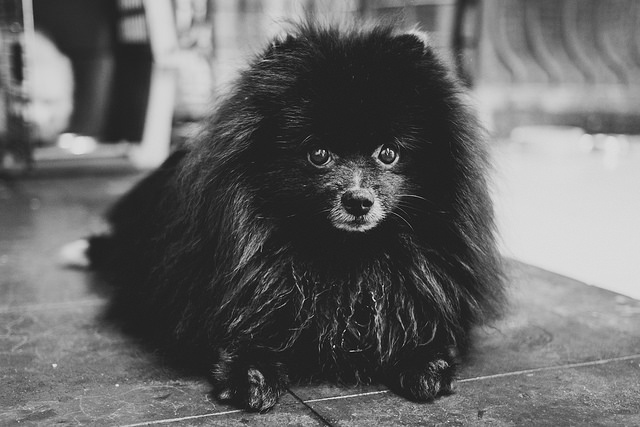 19. Puppy Dog Eyes by Benson Kua on Flickr