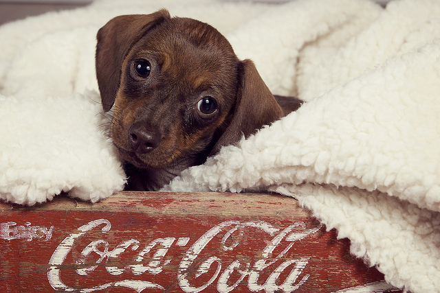 8. Puppy in a box by Latteda on Flickr