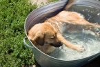 Keep those Canines Cool
