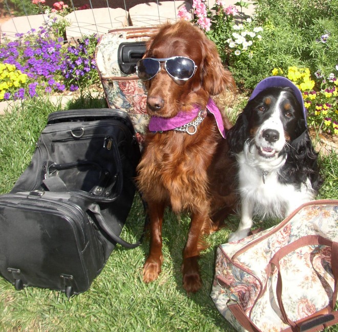 Travelling with Dogs