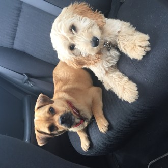 Backseat drivers