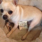 15 Dogs Who Unapologetically Delight In Embarrassing Their Owners