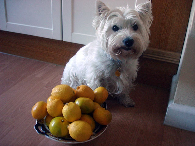 Alice and Lemons - taken by BazzaDaRambler via Flickr/Creative Commons Search: