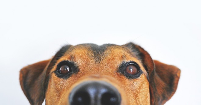 dog-peeking-via-pixabay