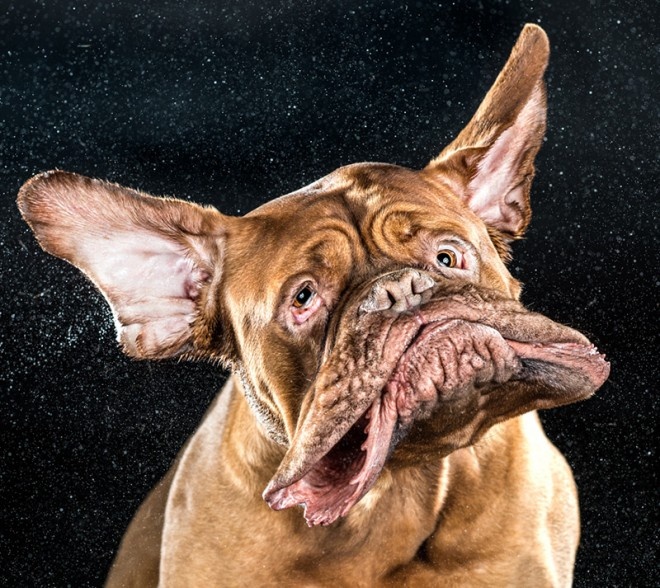 This Photographer Takes Photos of Dogs Mid Drool-Shake and It’s Brilliant