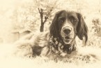 10 Amazing Ways To Remember Your Deceased Dog