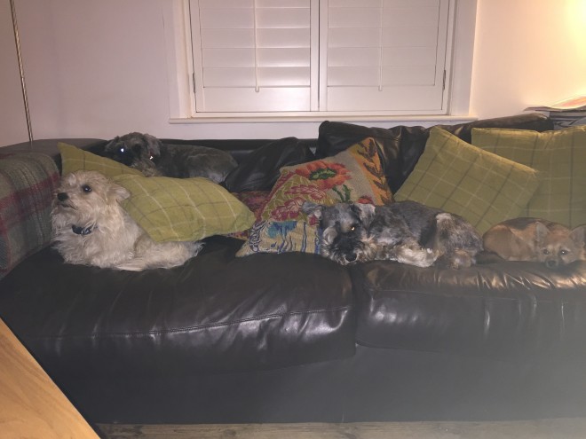 4 dogs 1 sofa 0 humans