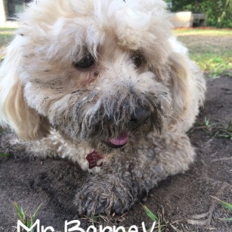 Mr Barney Gets down & dirty