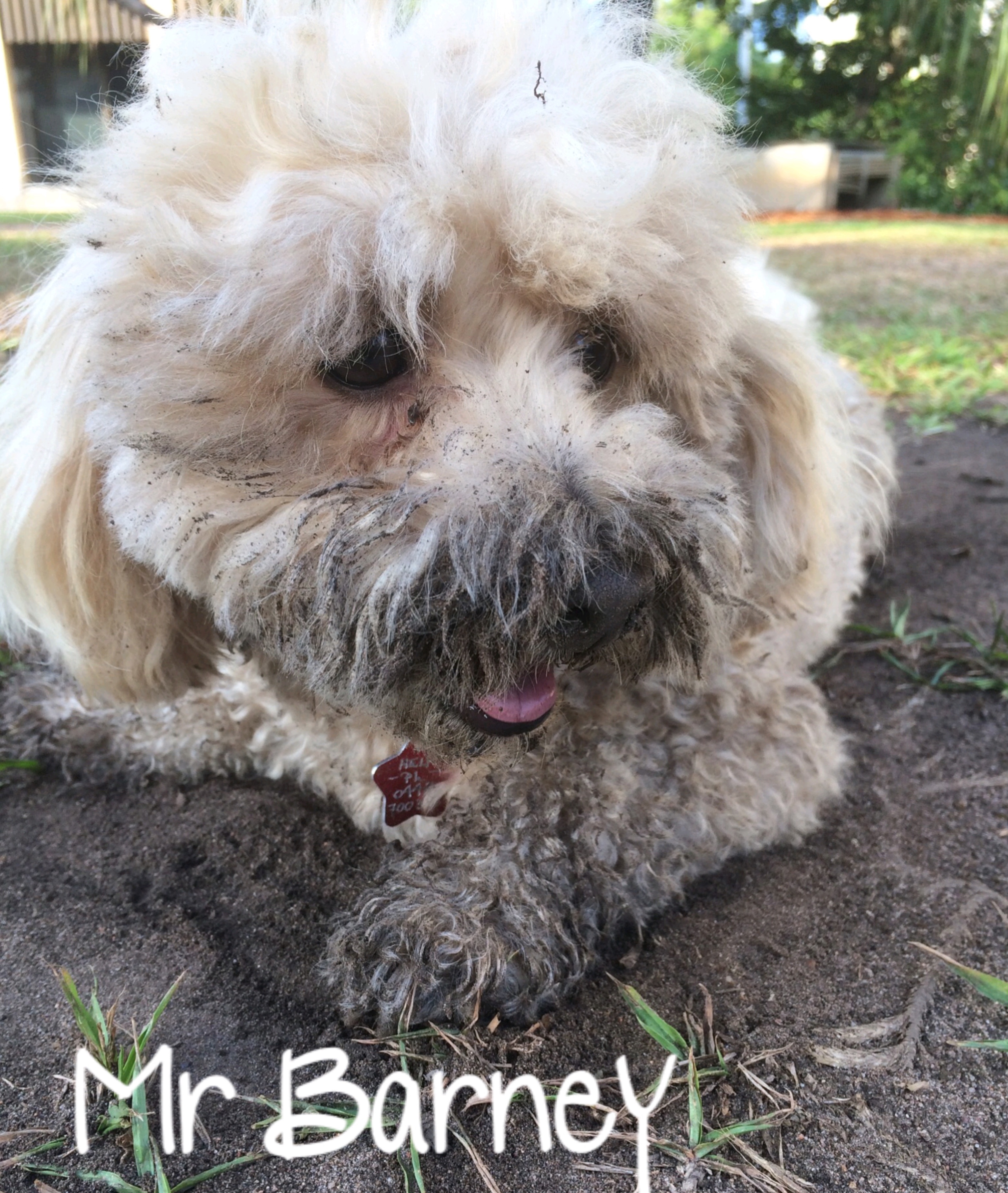 Mr Barney Gets down & dirty