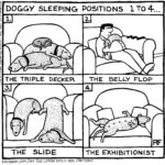 Doggy Sleeping Positions 1-4